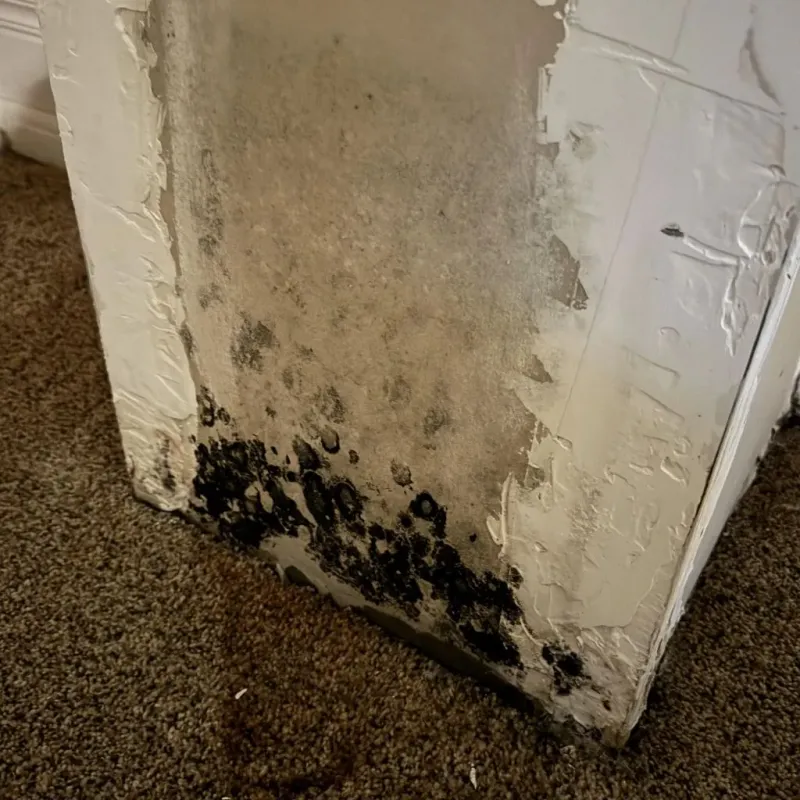 Professional Mold Removal in Roxbury, WI